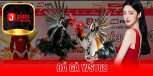 Đá Gà WS168